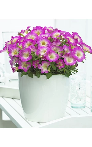 Петунія мілліфлора Picobella Rose Morn