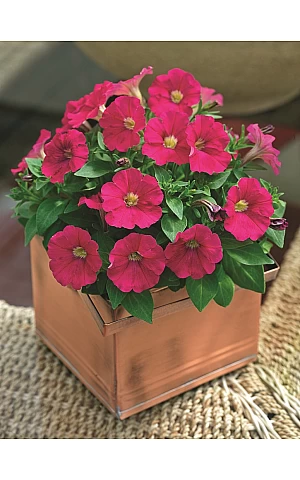 Петунія мілліфлора Picobella Rose