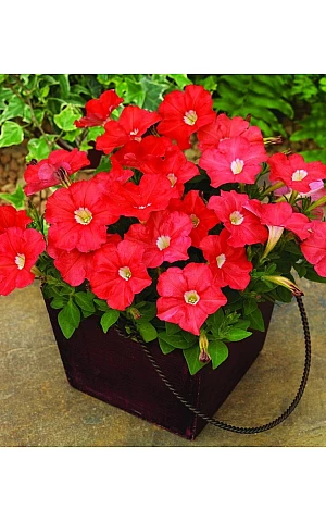 Петунія мілліфлора Picobella Red