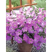 Петунія мілліфлора Picobella Light Lavender