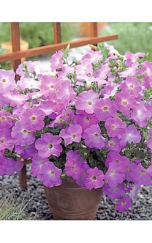 Петунія мілліфлора Picobella Light Lavender