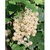 Смородина белая Снежана