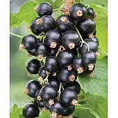 Смородина черная Юбилейная Копаня