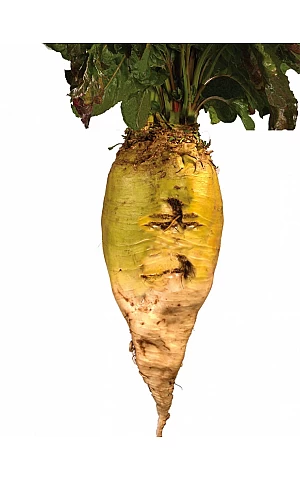 Кормовий буряк Центаур