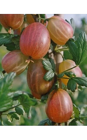 агрус Карат