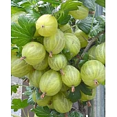 Агрус Інвікта