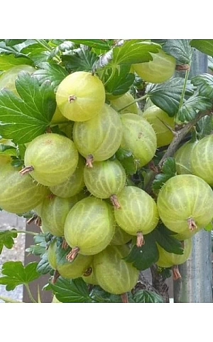 Агрус Інвікта