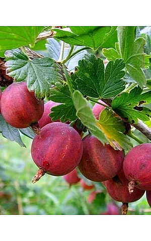 Агрус Колобок