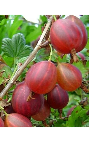 Крыжовник Красень