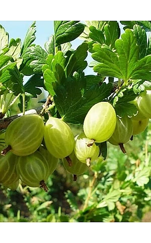 Агрус Малахіт
