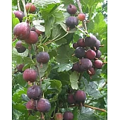 Крыжовник Северный Капитан