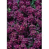 Лобулярія (Аліссум) Wonderland Deep Purple