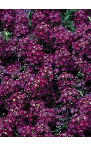 Лобулярия (Алиссум) Wonderland Deep Purple