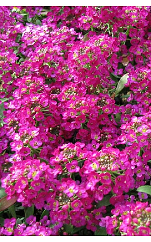 Лобулярия (Алиссум) Wonderland Deep Rose