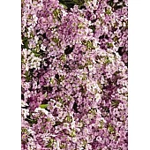 Лобулярия (Алиссум) Wonderland Pink