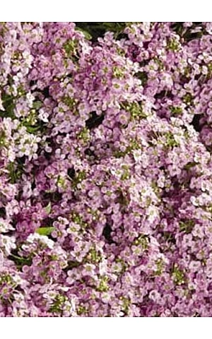 Лобулярия (Алиссум) Wonderland Pink