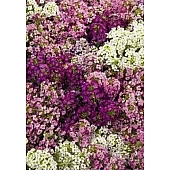 Лобулярия (Алиссум) Wonderland Mix