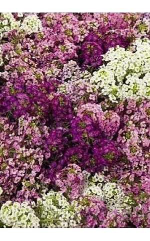 Лобулярия (Алиссум) Wonderland Mix