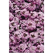 Лобулярія (Аліссум) Wonderland Lavander