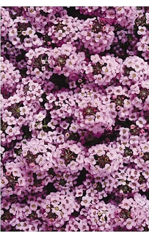 Лобулярия (Алиссум) Wonderland Lavander