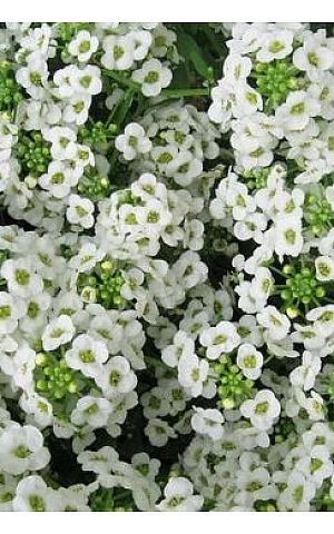 Лобулярия (Алиссум) Wonderland White