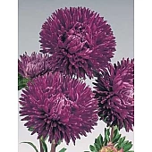 Астра Gala Purple