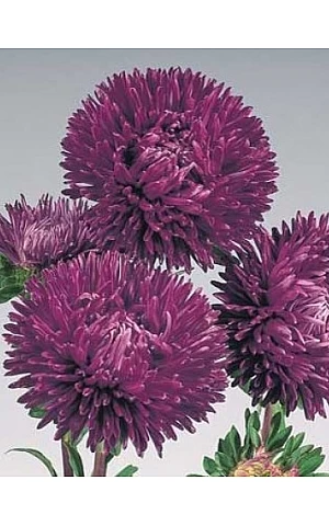 Айстра Gala Purple