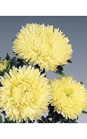 Айстра Gala Yellow