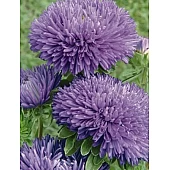 Астра Gala Blue