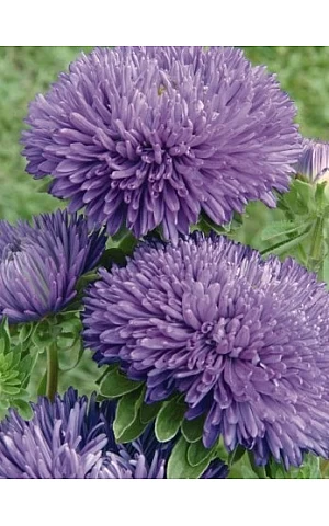 Айстра Gala Blue