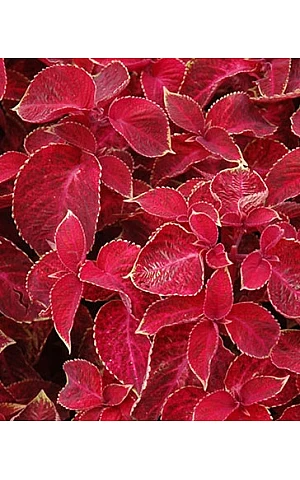 Колеус Wizard Velvet Red