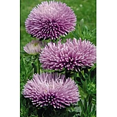 Астра Gala Lavender
