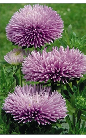 Айстра Gala Lavender