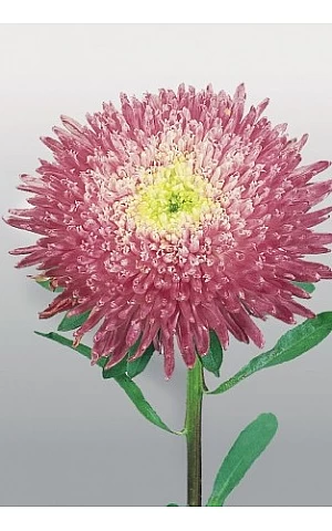Айстра Benary's Princess Crimson