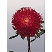 Астра Benary's Princess Deep Red