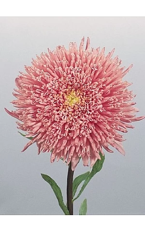 Айстра Benary's Princess Salmon Rose