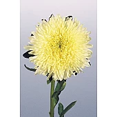Астра Benary's Princess Yellow