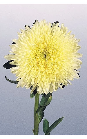 Айстра Benary's Princess Yellow