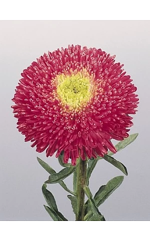 Айстра Benary's Princess Bright Rose