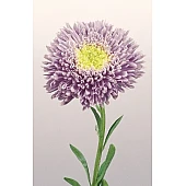 Айстра Benary's Princess Light Blue