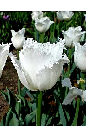 Тюльпан Бахромчастий Swan Wings