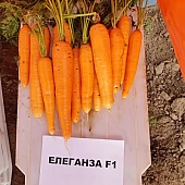 Морква Елеганза  Nunhems