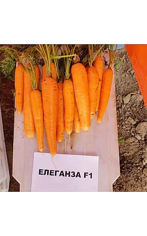 Морковь Елеганза  Nunhems
