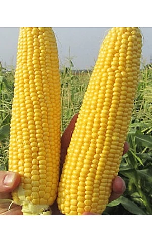 Кукуруза Сахарная Тусон (Тайсон) F1  Syngenta