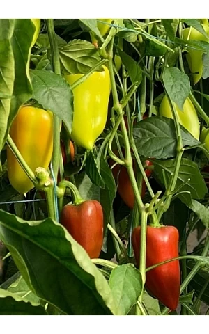 Перец Сладкий Амаретта 