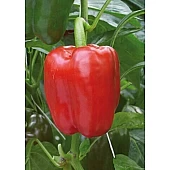 Перец Сладкий Драгони 