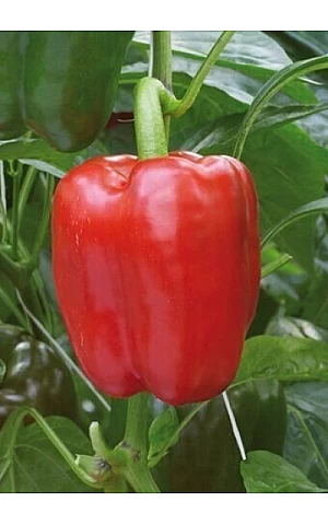 Перец Сладкий Драгони 