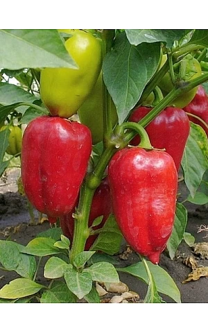 Перец Сладкий Ирен 