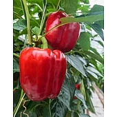 Перец Сладкий Клаудио 