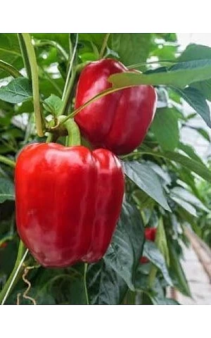 Перец Сладкий Клаудио 